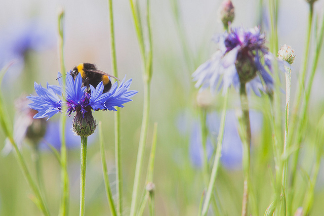 Bloemetjes en Bijtjes